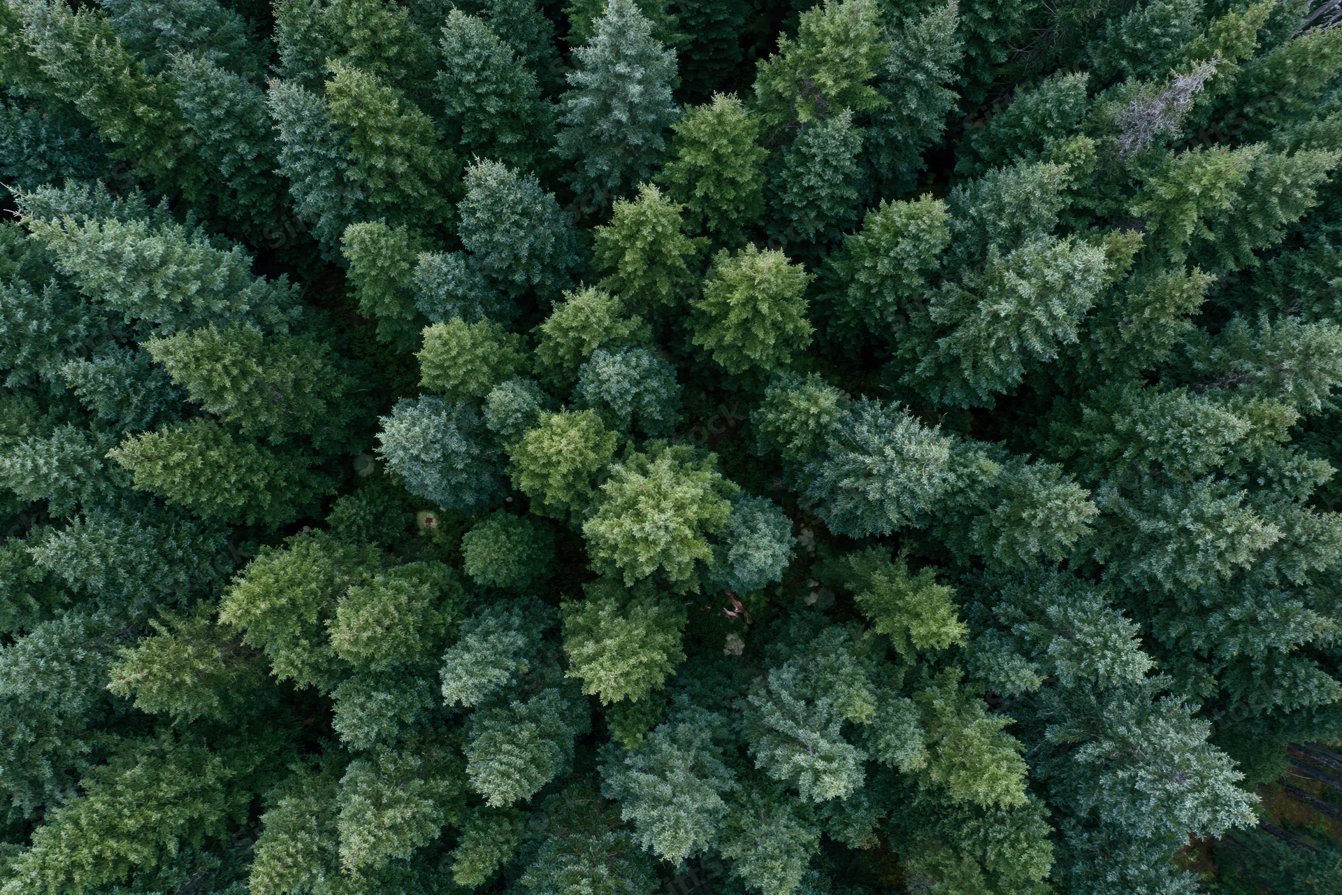 Aerial top-down view of dense conifer forest canopy