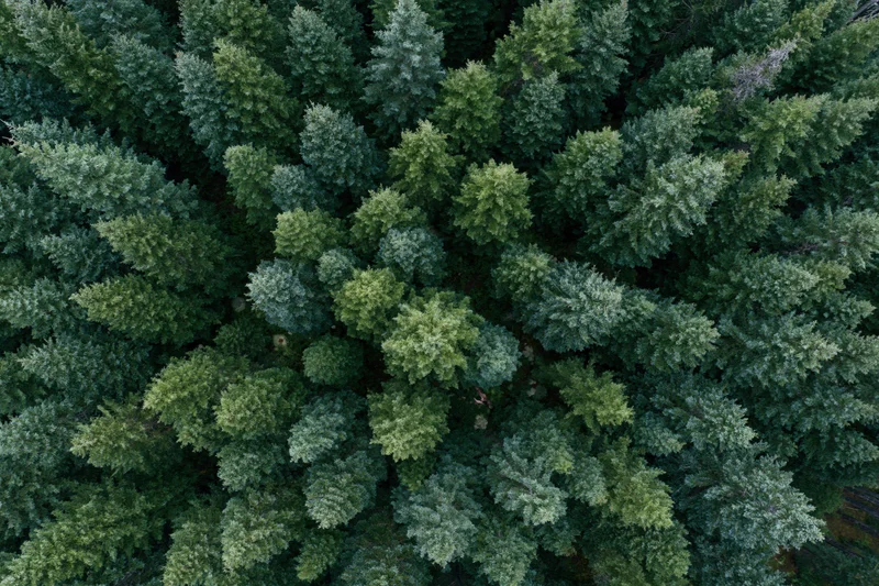 Aerial top-down view of dense conifer forest canopy