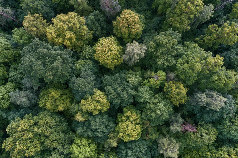 Aerial top-down view of dense deciduous forest canopy with varied green foliage