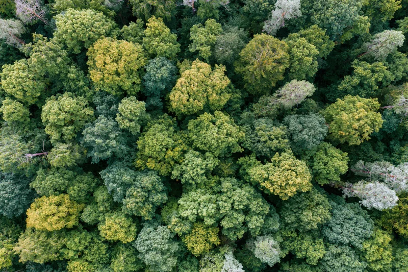 Aerial top-down view of dense deciduous forest canopy with varied green foliage