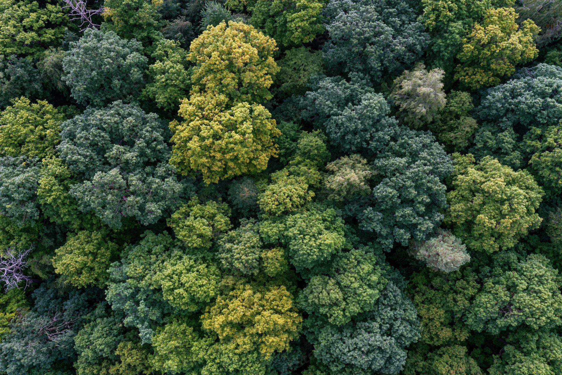 Aerial top-down view of dense deciduous forest canopy with green and yellow foliage
