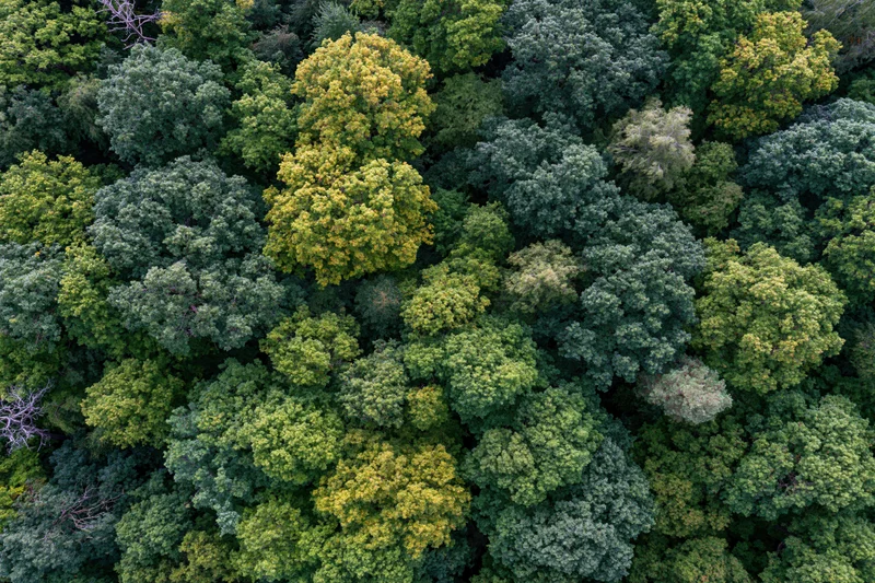 Aerial top-down view of dense deciduous forest canopy with green and yellow foliage