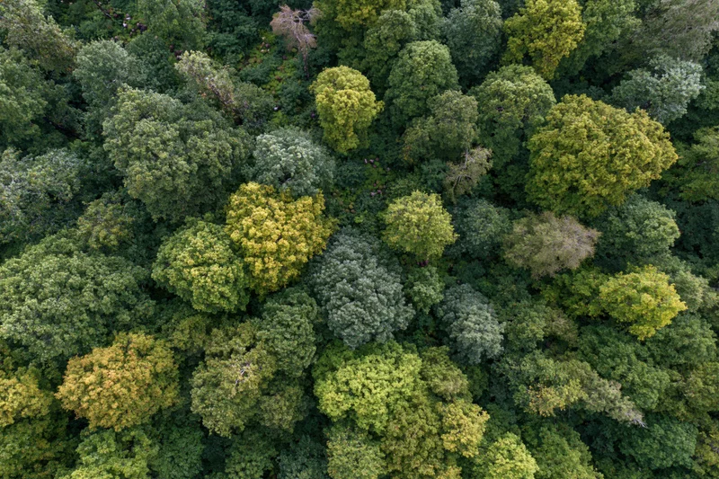 Aerial top-down view of dense deciduous forest canopy with varied green foliage