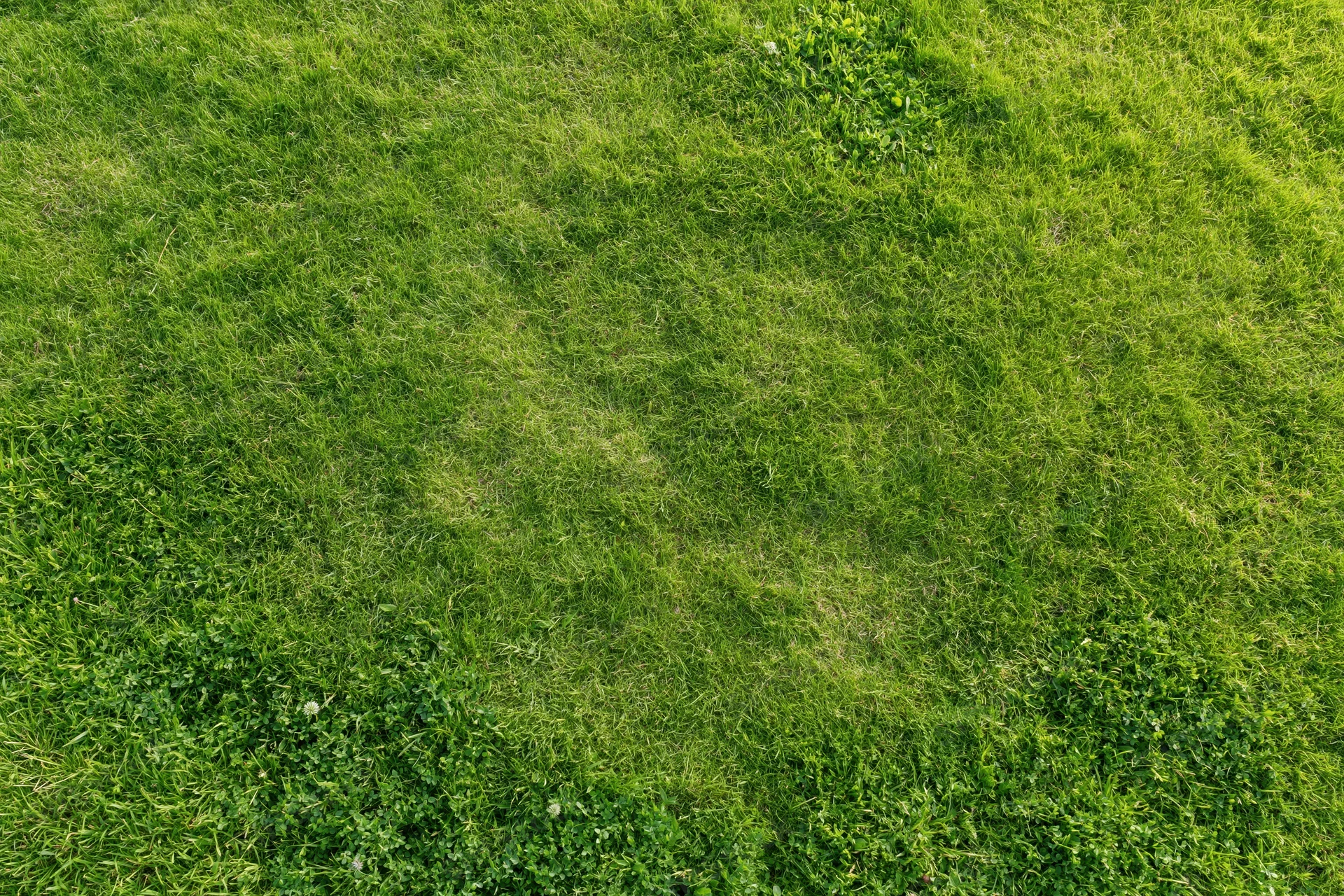 Aerial top-down view of a dense green grass field filling the frame