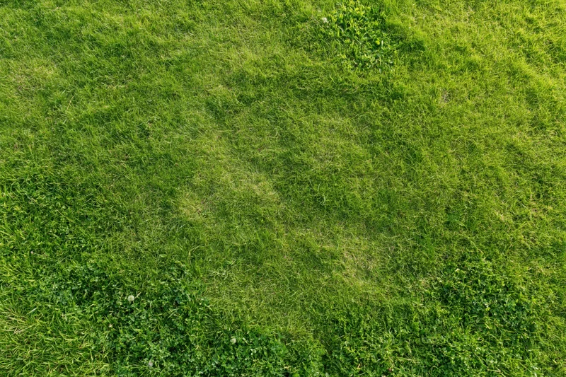 Aerial top-down view of a dense green grass field filling the frame