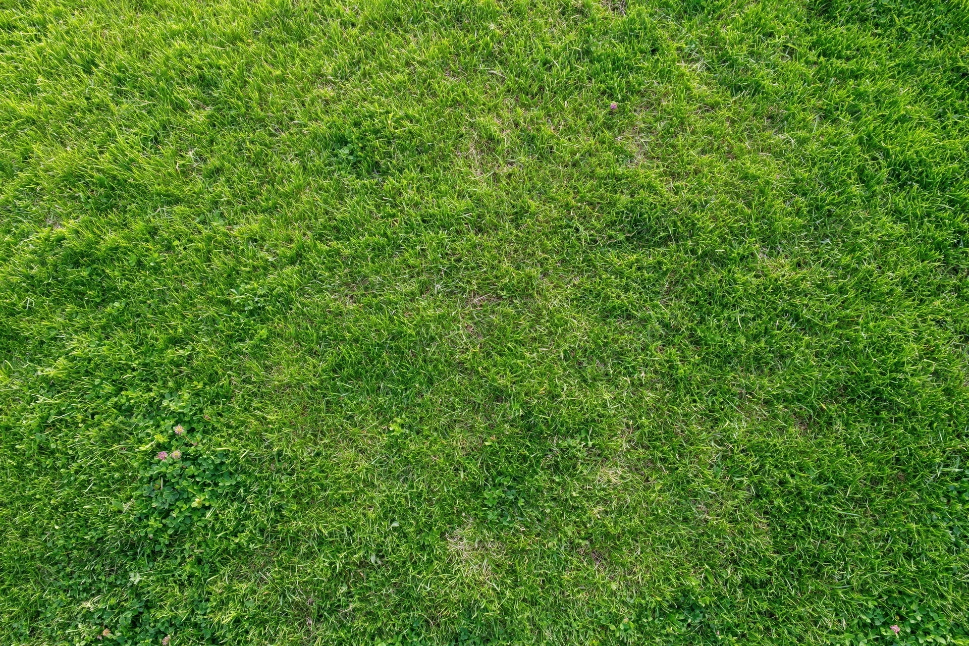 Aerial top-down view of dense green grass field filling the frame