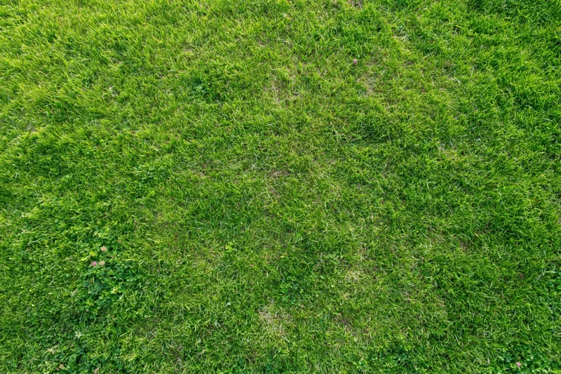 Aerial top-down view of dense green grass field filling the frame