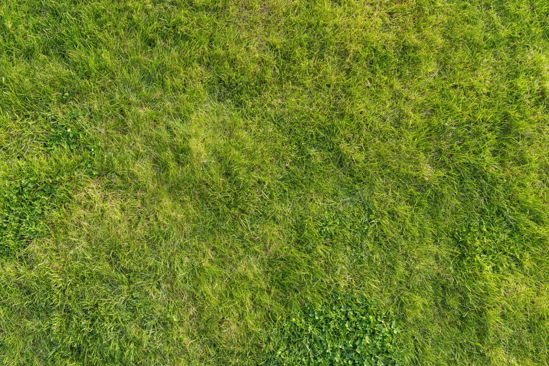 Aerial top-down view of a dense green grass field filling the frame