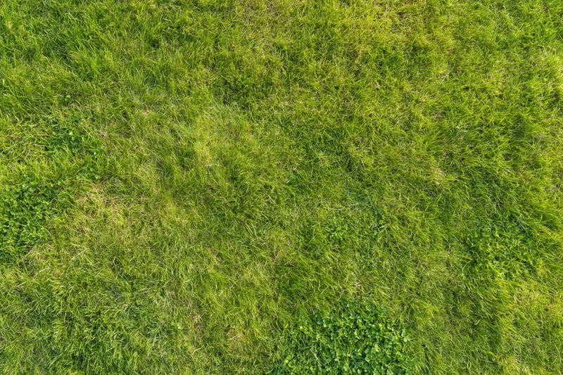 Aerial top-down view of a dense green grass field filling the frame