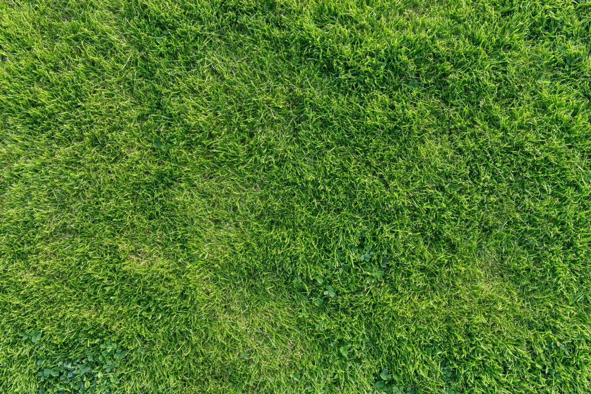 Aerial top-down view of dense green grass field filling the frame