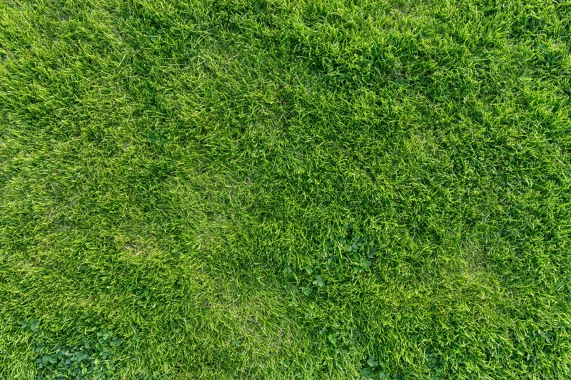 Aerial top-down view of dense green grass field filling the frame