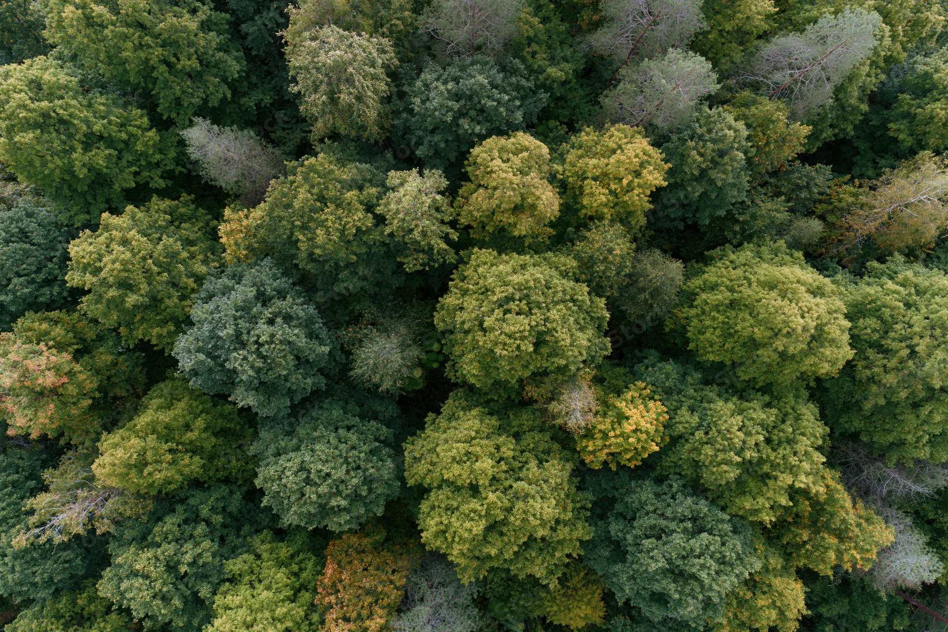 Aerial top-down view of dense mixed deciduous forest canopy