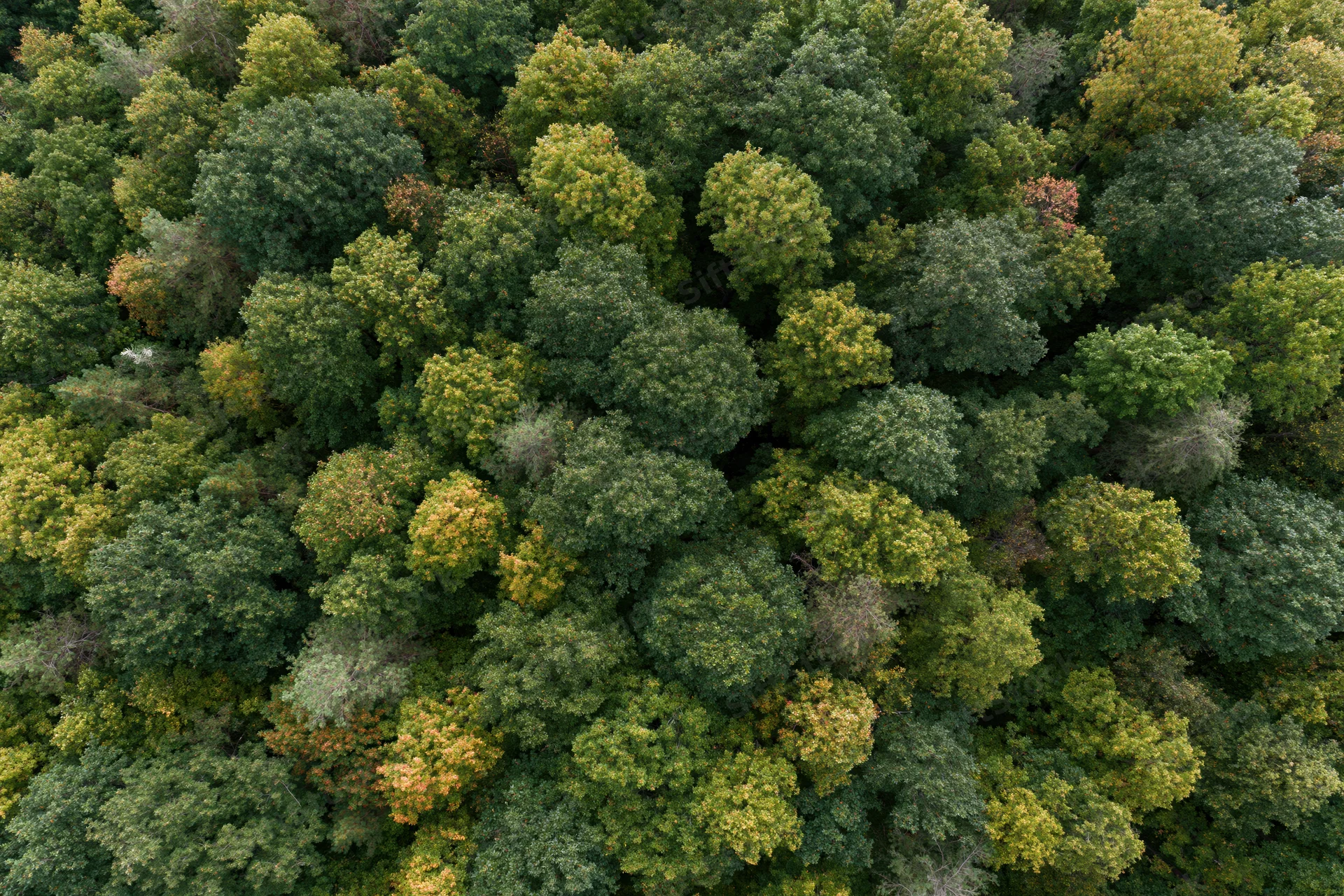 Aerial top-down view of dense mixed deciduous forest canopy