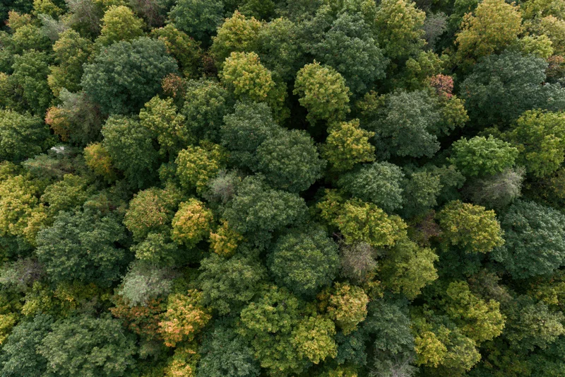 Aerial top-down view of dense mixed deciduous forest canopy