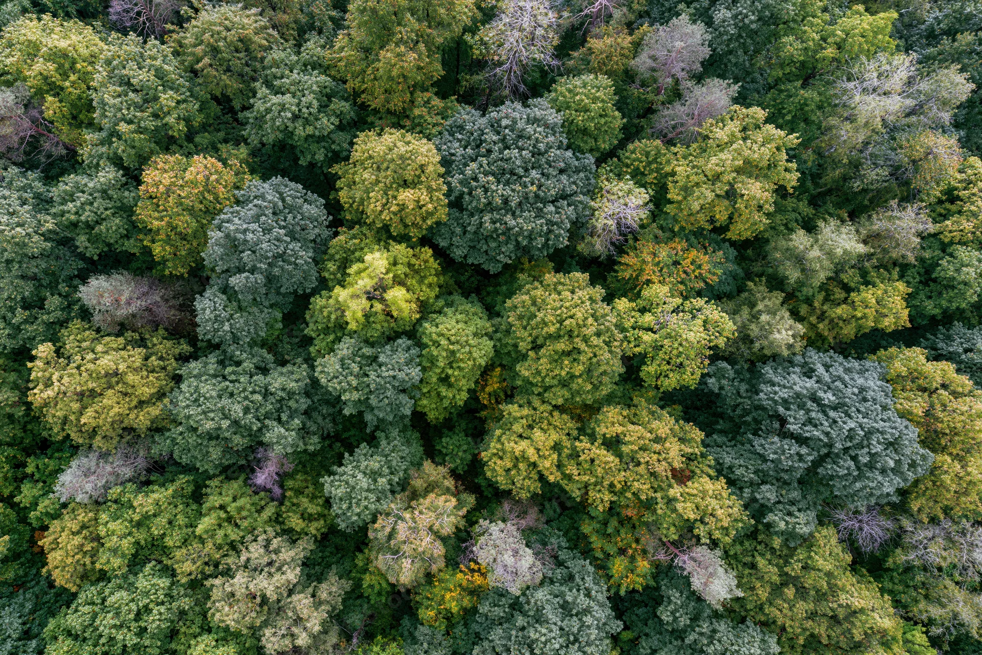 Aerial top-down view of dense mixed deciduous forest canopy
