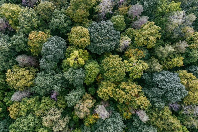 Aerial top-down view of dense mixed deciduous forest canopy