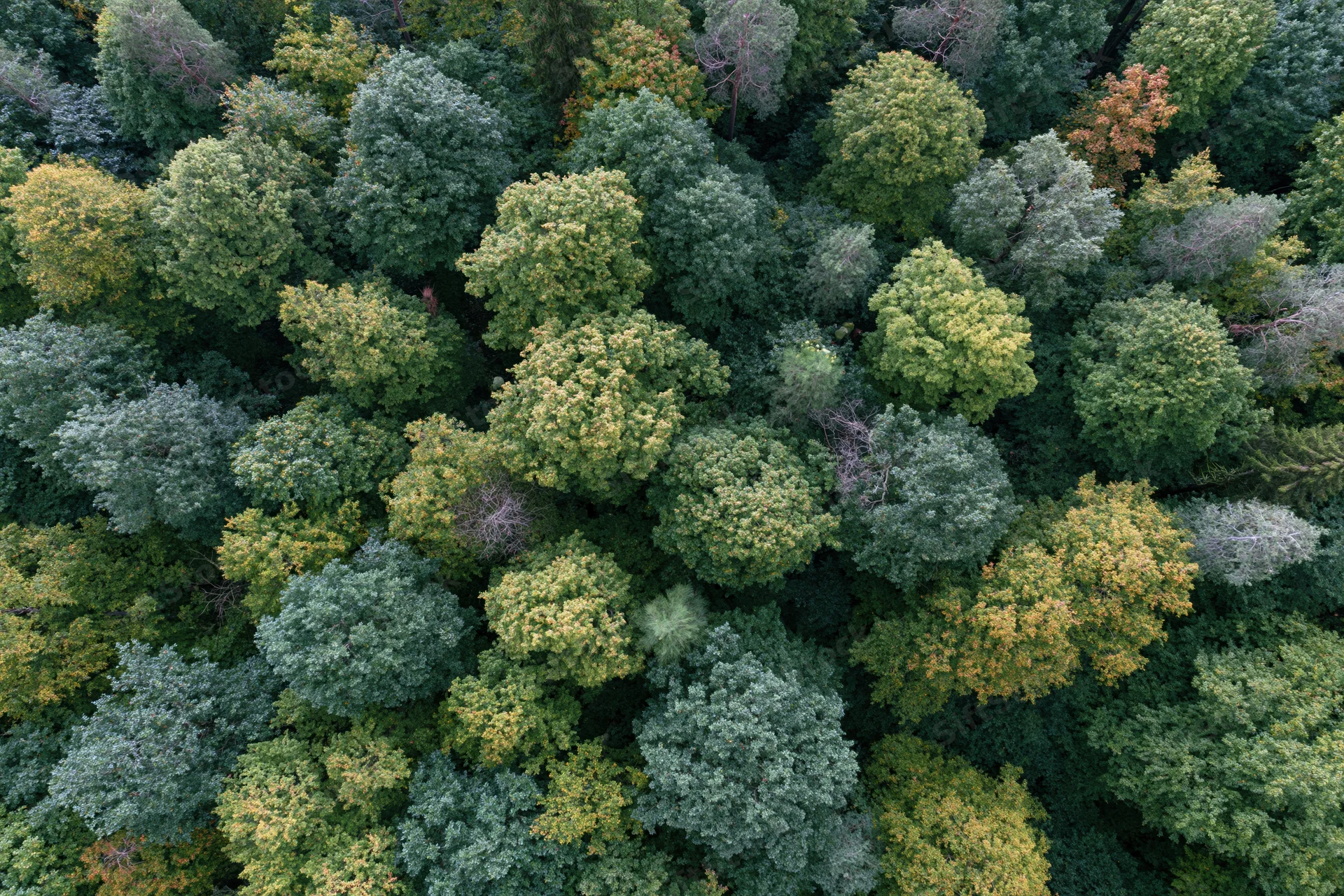 Aerial top-down view of dense mixed deciduous forest canopy