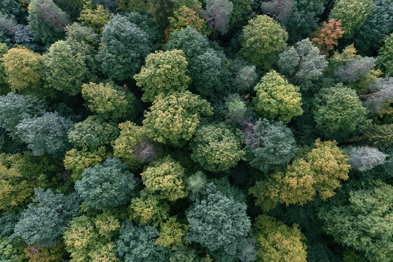 Aerial top-down view of dense mixed deciduous forest canopy