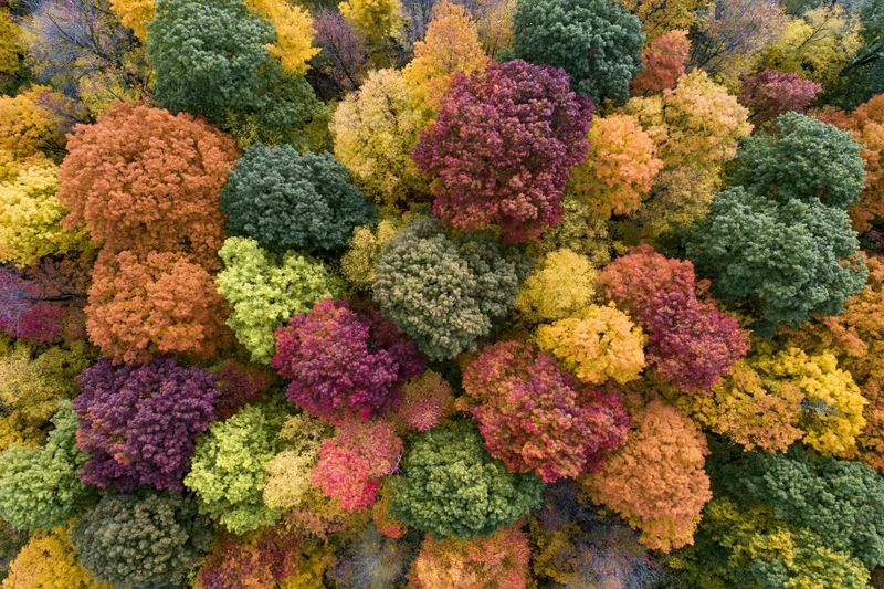 Aerial top-down view of a dense mixed deciduous forest canopy in autumn with colorful foliage