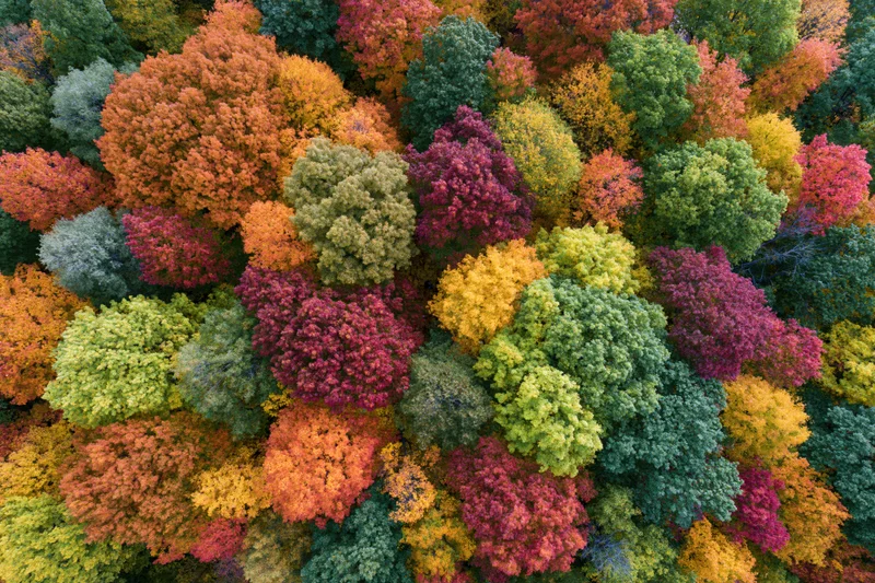 Aerial top-down view of a dense mixed deciduous forest in autumn showing colorful foliage canopy