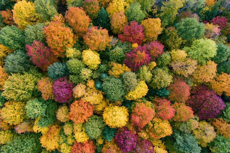 Aerial top-down view of a dense mixed deciduous forest canopy in autumn showing colorful foliage