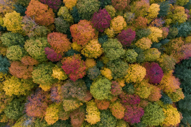 Aerial top-down view of a dense mixed deciduous forest canopy in autumn with colorful foliage