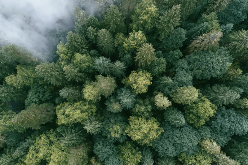 Aerial top-down view of dense mixed forest canopy with mist drifting through treetops