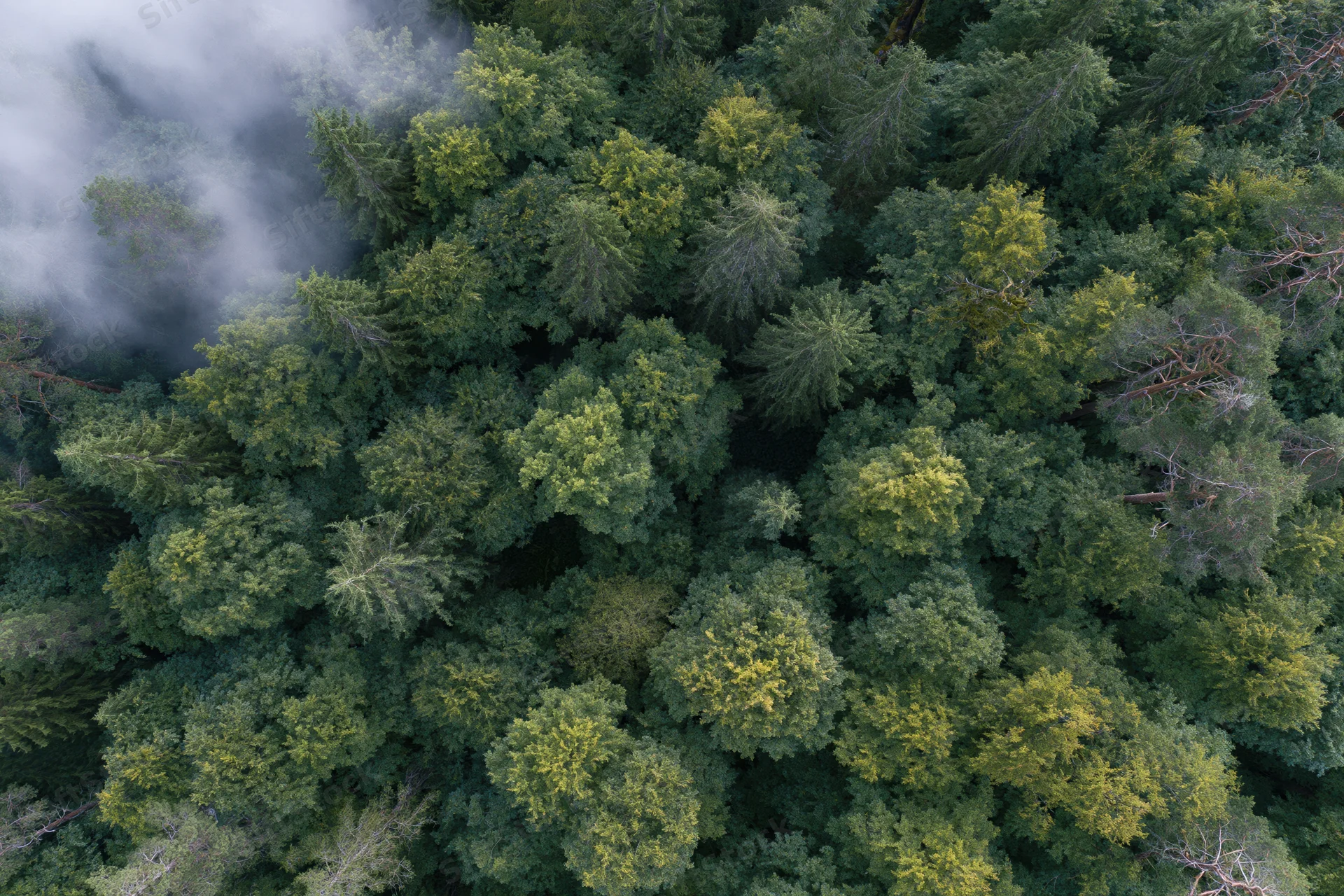 Aerial top-down view of dense mixed forest canopy with mist drifting over treetops