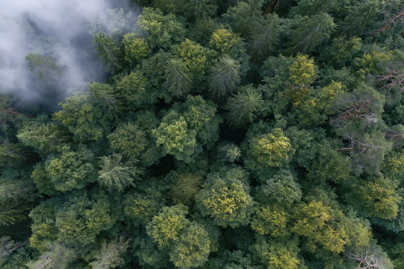 Aerial top-down view of dense mixed forest canopy with mist drifting over treetops