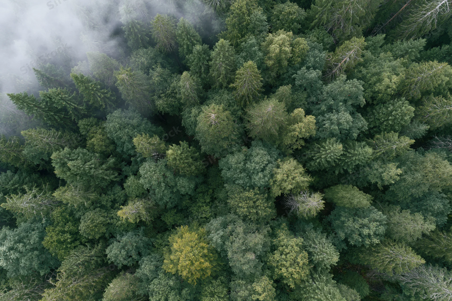 Aerial top-down view of dense mixed forest canopy with mist drifting through treetops