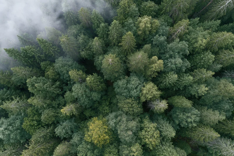 Aerial top-down view of dense mixed forest canopy with mist drifting through treetops