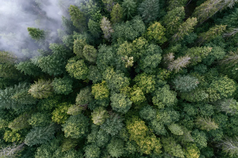 Aerial top-down view of dense mixed forest canopy with mist drifting through treetops