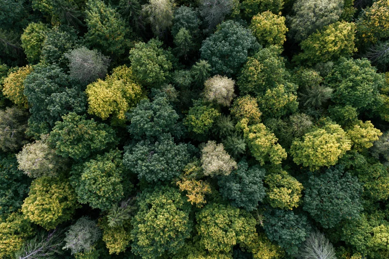 Aerial top-down view of dense mixed forest canopy with green and yellow foliage