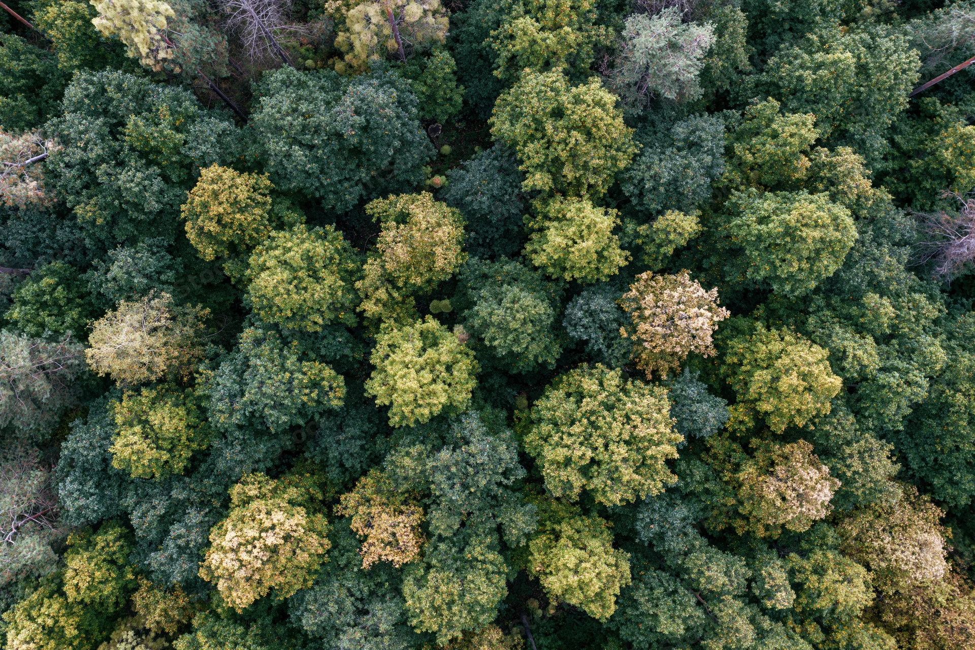 Aerial top-down view of dense mixed forest canopy with varied green foliage
