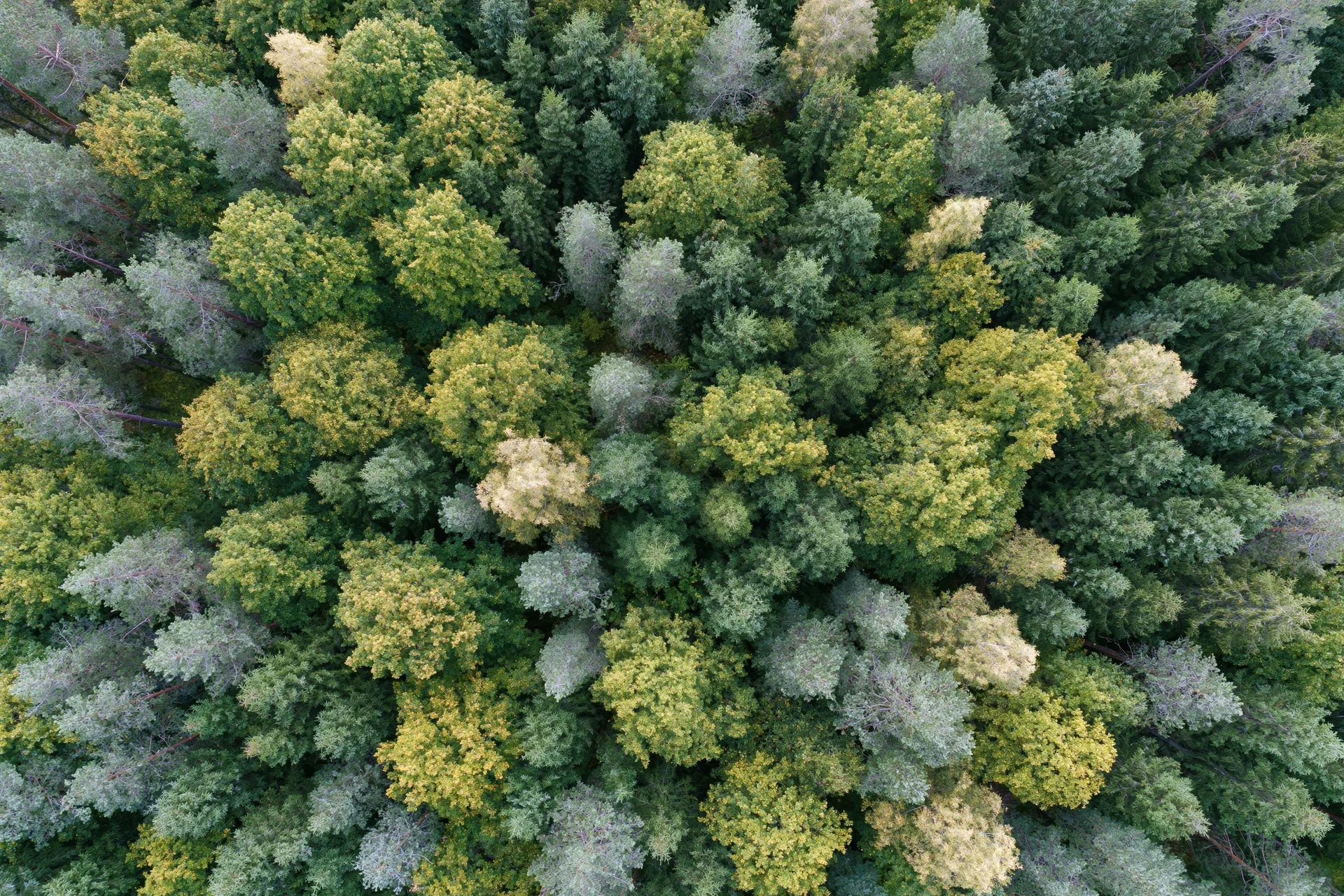 Aerial top-down view of dense mixed forest canopy with green and yellow foliage