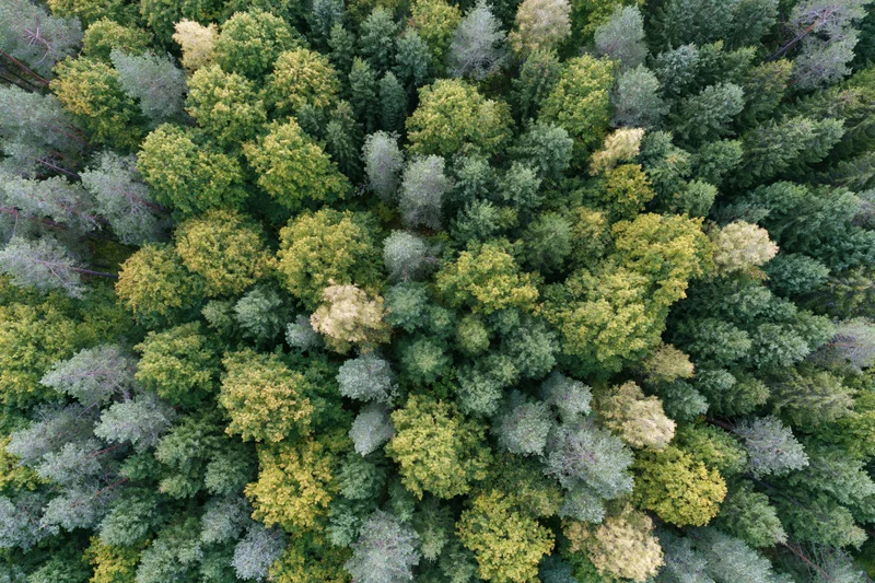 Aerial top-down view of dense mixed forest canopy with green and yellow foliage