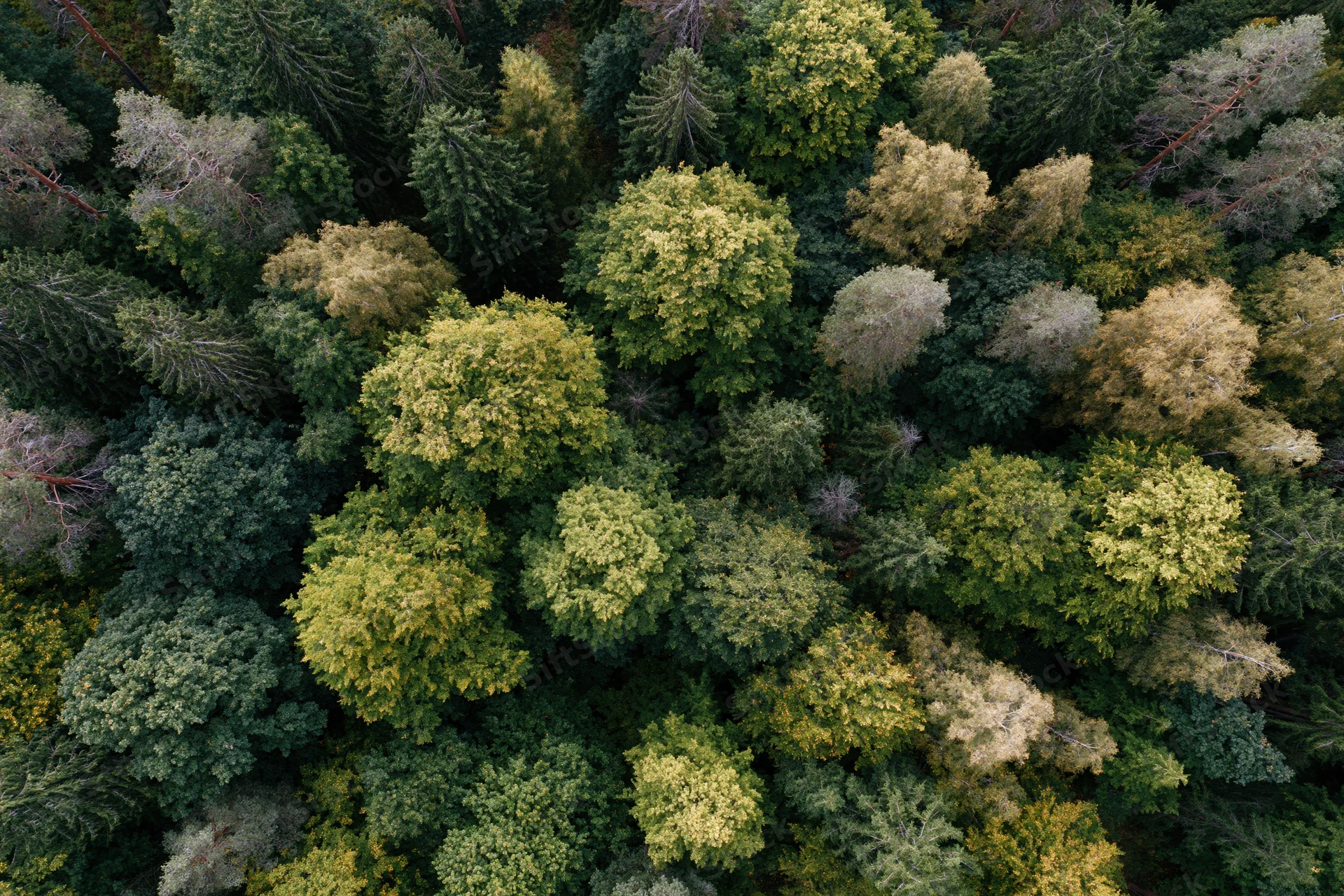 Aerial top-down view of dense mixed forest canopy with varied green and yellow foliage