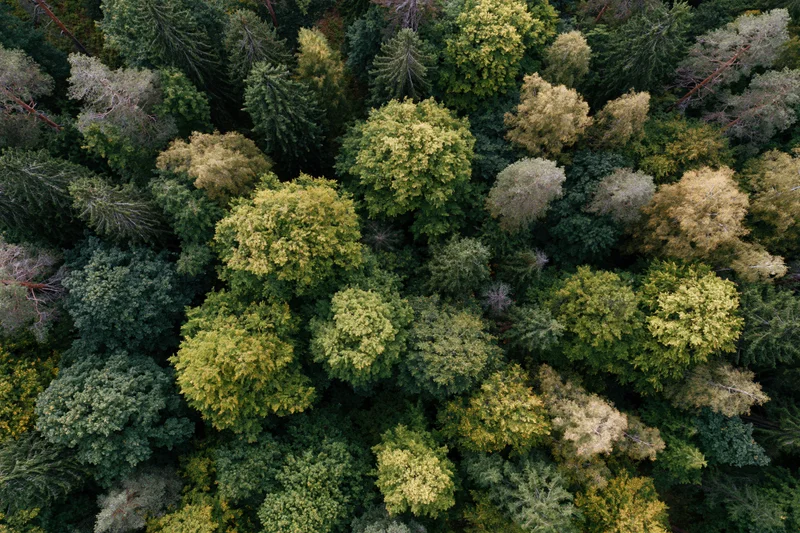 Aerial top-down view of dense mixed forest canopy with varied green and yellow foliage