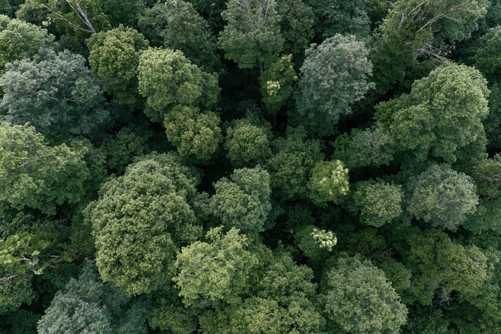 Aerial top-down view of dense temperate forest canopy filled with green trees and foliage