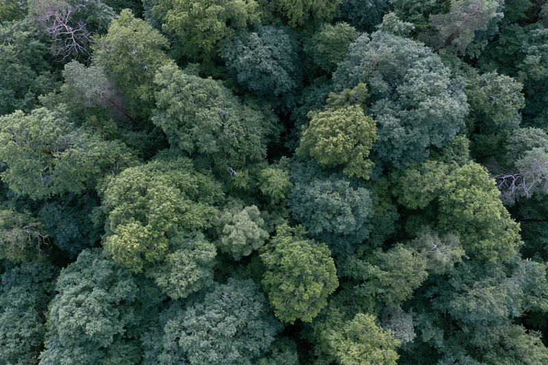 Aerial top-down view of dense temperate forest canopy filled with green foliage