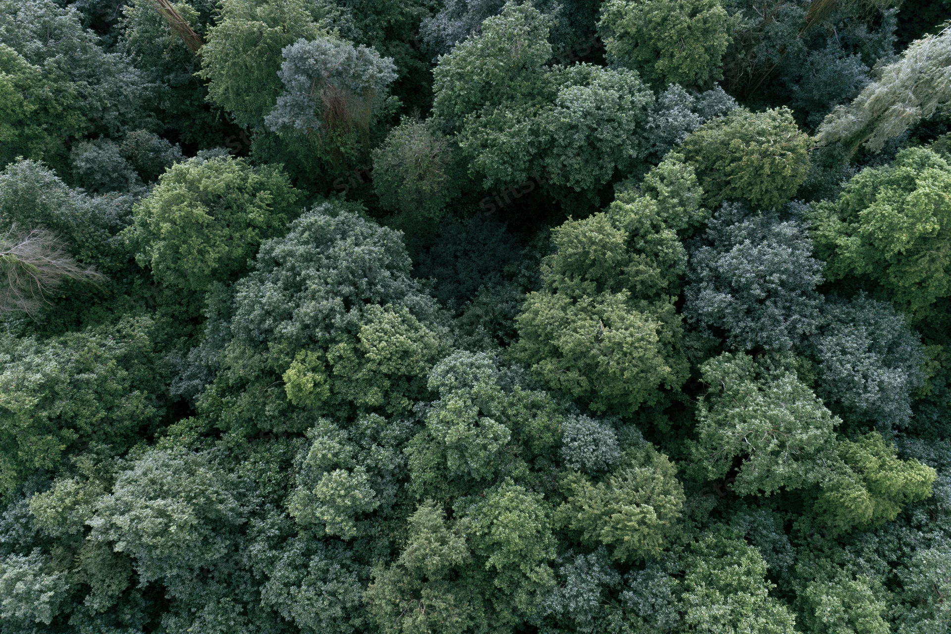 Aerial top-down view of dense temperate forest canopy filled with green trees and foliage