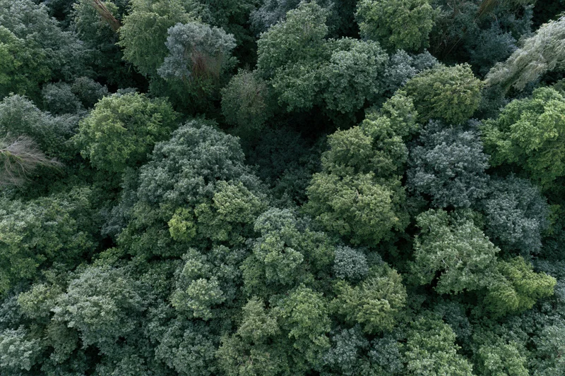 Aerial top-down view of dense temperate forest canopy filled with green trees and foliage