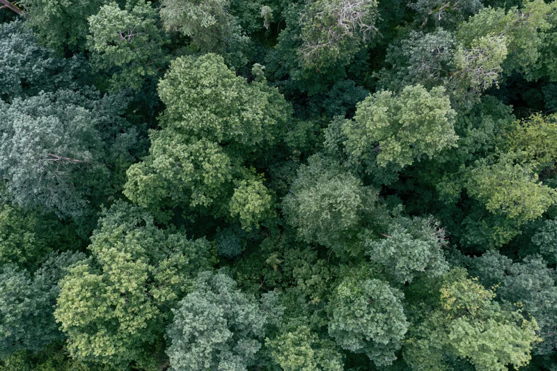 Aerial top-down view of dense temperate forest canopy filled with green trees and foliage