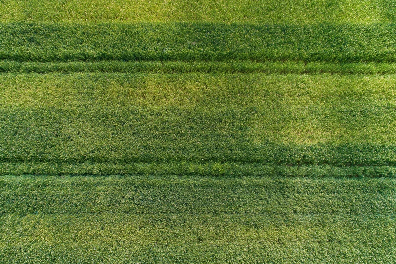Aerial top-down view of a flat agricultural field with rows of green crops