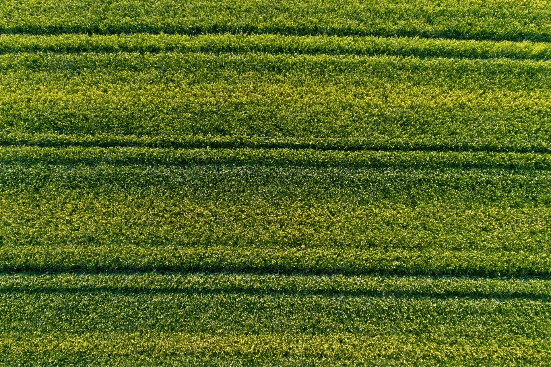 Aerial top-down view of a flat agricultural crop field with rows of green vegetation