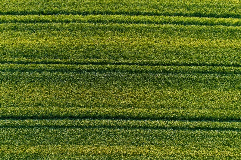 Aerial top-down view of a flat agricultural crop field with rows of green vegetation
