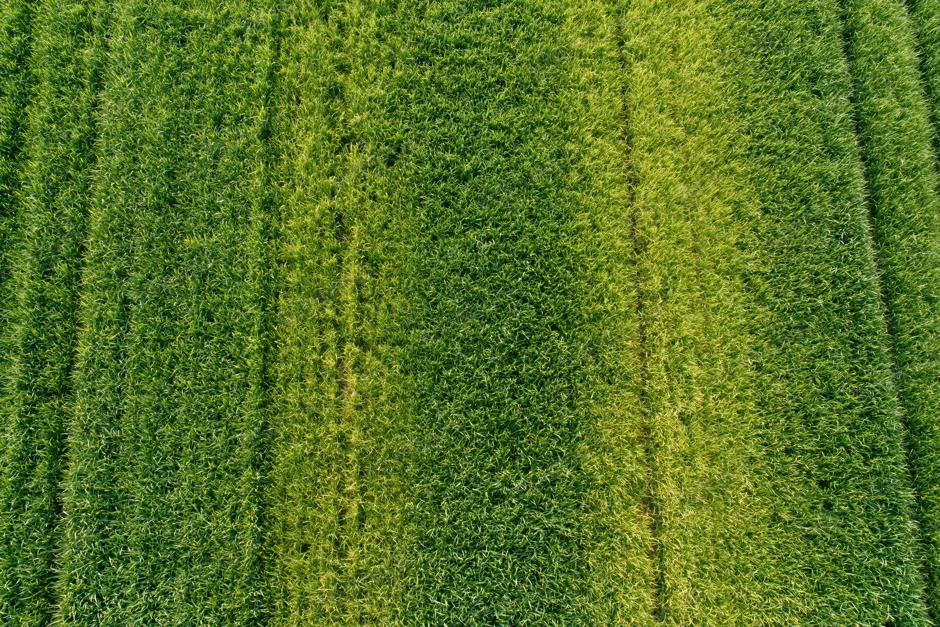 Aerial top-down view of a green crop field with rows of vegetation in a rural agricultural landscape