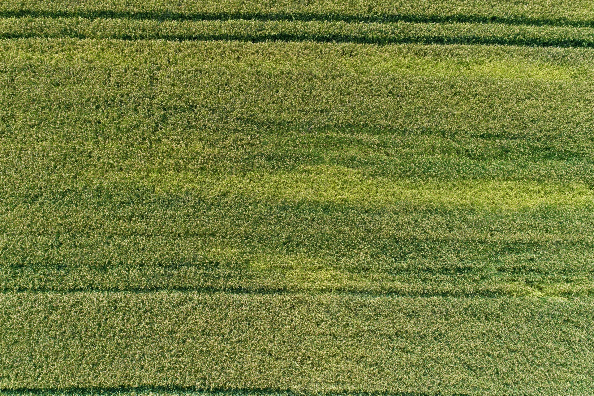 Aerial top-down view of a flat agricultural crop field with rows of green corn plants