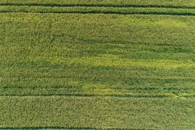 Aerial top-down view of a flat agricultural crop field with rows of green corn plants