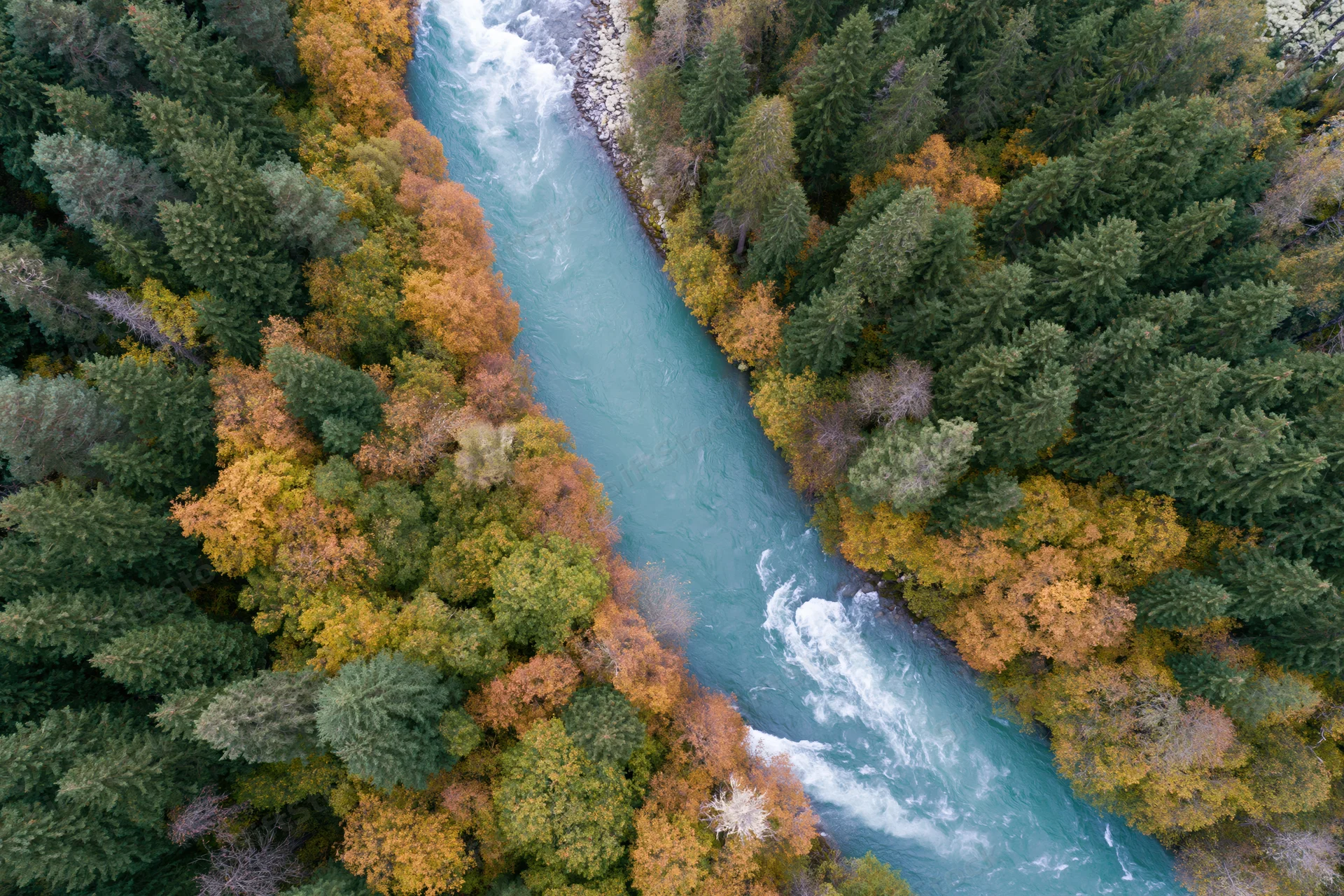 Aerial top-down view of a glacial turquoise river cutting through a forest with autumn foliage